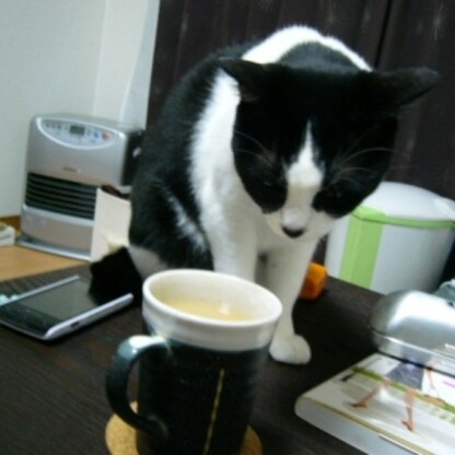 小太郎シャーン♪こちらは今朝頂きました！～o(´▽｀*)/♪
ナナちゃん可愛すぎです～☆猫ってほんと癒しですよね！
こちらサトチャン写真にINしてみましたぁ☆